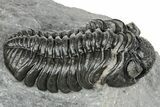 Phacopid (Adrisiops) Trilobite - Jbel Oudriss, Morocco #251655-1